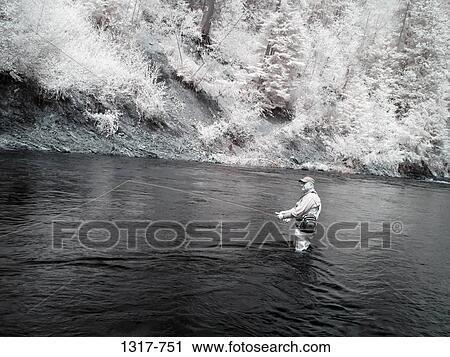 Man fly-fishing in a stream, Olympic National Park, Washington State, USA View Large Photo Image Stock Image - Man fly-fishing in a stream, Olympic National Park, Washington State, USA. Fotosearch