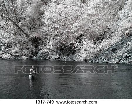 Man fly-fishing in a stream, Olympic National Park, Washington State, USA View Large Photo Image Stock Photo - Man fly-fishing in a stream, Olympic National Park, Washington State, USA. Fotosearch