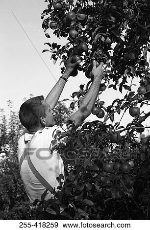 Stock Photo - Man picking up apples. Fotosearch