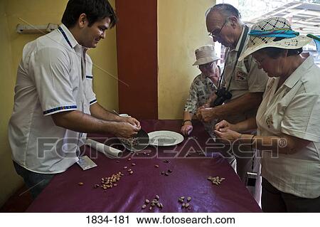 Stock Image - Manuel Antonio Valenzuela Riveroll showing cacao beans (Theobroma cacao) to group of Seniors, Finca Cholula, Comalcalco, Tabasco, Mexico. Fotosearch