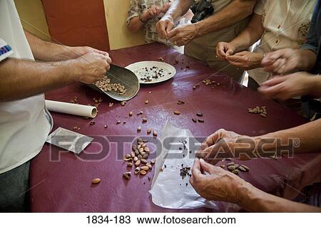 Stock Image - Manuel Antonio Valenzuela Riveroll showing cacao beans (Theobroma cacao) to group of seniors, Finca Cholula, Comalcalco, Tabasco, Mexico. Fotosearch