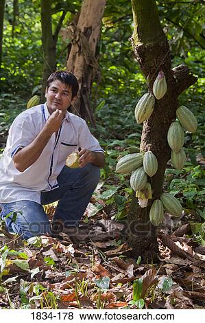 Manuel Antonio Valenzuela Riveroll showing tour group cacao pods (Theobroma cacao) growing on tree, Finca Cholula, Comalcalco, Tabasco, Mexico View Large Photo Image Stock Photo - Manuel Antonio Valenzuela Riveroll showing tour group cacao pods (Theobroma cacao) growing on tree, Finca Cholula, Comalcalco, Tabasco, Mexico. Fotosearch