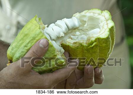 Manuel Antonio Valenzuela Riveroll showing open cacao pod to tour group, Finca Cholula, Comalcalco, Tabasco, Mexico View Large Photo Image Stock Photograph - Manuel Antonio Valenzuela Riveroll showing open cacao pod to tour group, Finca Cholula, Comalcalco, Tabasco, Mexico. Fotosearch