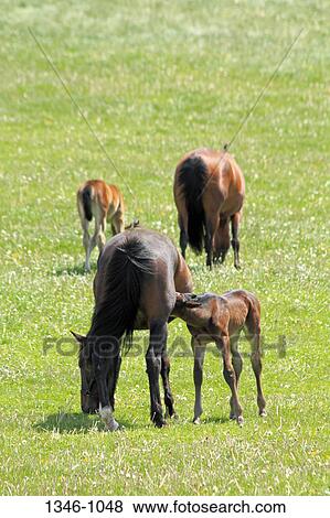 Mares with nursing foals in a pasture, Grand Pre, Annapolis Valley, Nova Scotia, Canada View Large Photo Image Stock Photo - Mares with nursing foals in a pasture, Grand Pre, Annapolis Valley, Nova Scotia, Canada. Fotosearch