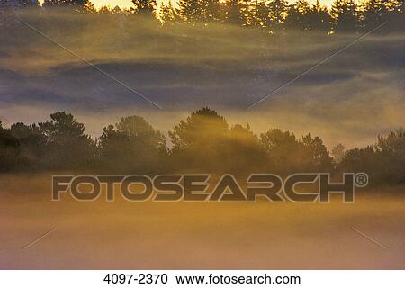 Stock Image - Marsh with trees at misty morning, Vancouver Island, British Columbia, Canada. Fotosearch