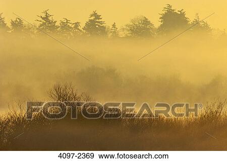 Marsh with trees at misty morning, Swan Lake Nature Sanctuary, Saanich, Victoria, Vancouver Island, British Columbia, Canada View Large Photo Image Stock Photo - Marsh with trees at misty morning, Swan Lake Nature Sanctuary, Saanich, Victoria, Vancouver Island, British Columbia, Canada. Fotosearch