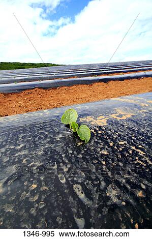 Stock Photography - Melons crop in a field. Fotosearch