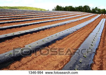 Melons plants covered with plastics in a field View Large Photo Image Picture - Melons plants covered with plastics in a field. Fotosearch