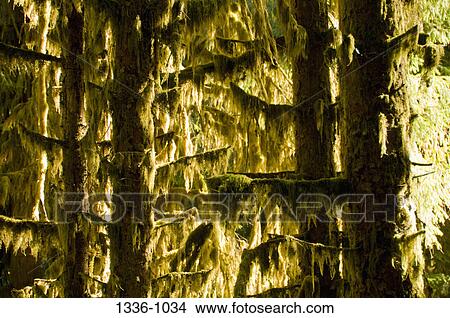 Moss hanging from trees, Hoh Rainforest, Washington State, USA View Large Photo Image Picture - Moss hanging from trees, Hoh Rainforest, Washington State, USA. Fotosearch