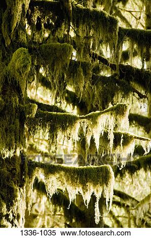 Moss hanging from trees, Hoh Rainforest, Washington State, USA View Large Photo Image Stock Photography - Moss hanging from trees, Hoh Rainforest, Washington State, USA. Fotosearch