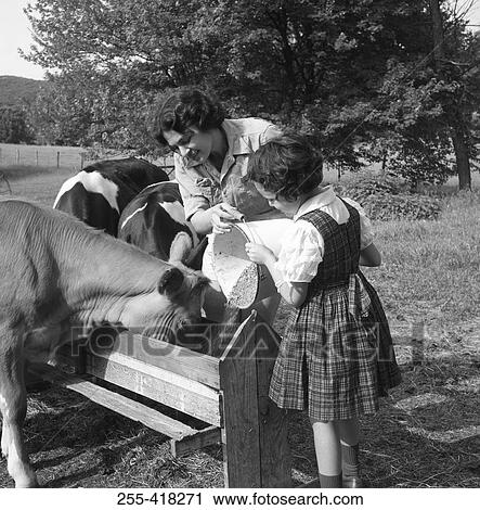 Mother and girl feeding cows View Large Photo Image Stock Image - Mother and girl feeding cows. Fotosearch