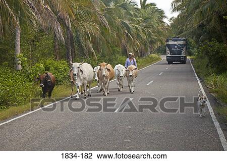 Motor home on a highway along with man and dog herding cattle, Comalcalco, Tabasco, Mexico View Large Photo Image Stock Image - Motor home on a highway along with man and dog herding cattle, Comalcalco, Tabasco, Mexico. Fotosearch