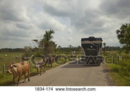 Picture - Motor home on a highway along with cattle and man horseback riding, Comalcalco, Tabasco, Mexico. Fotosearch