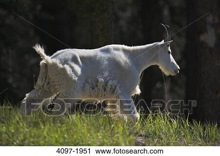 Stock Image - Mountain goat (Oreamnos americanus) running in a field, Jasper National Park, Alberta, Canada. Fotosearch