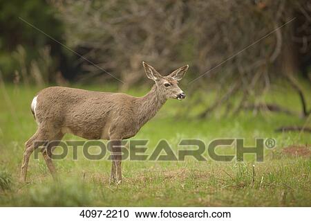 Mule deer (Odocoileus hemionus) standing in a field, Yosemite National Park, California, USA View Large Photo Image Stock Image - Mule deer (Odocoileus hemionus) standing in a field, Yosemite National Park, California, USA. Fotosearch