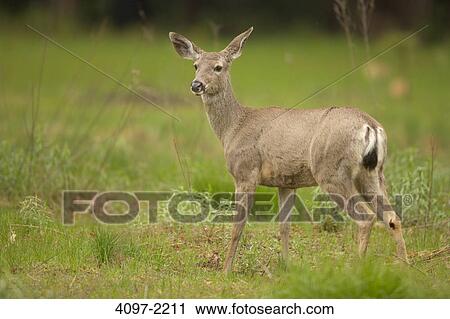 Stock Image - Mule deer (Odocoileus hemionus) standing in a field, Yosemite National Park, California, USA. Fotosearch