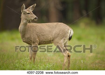 Mule deer (Odocoileus hemionus) standing in a field, Yosemite National Park, California, USA View Large Photo Image Stock Photo - Mule deer (Odocoileus hemionus) standing in a field, Yosemite National Park, California, USA. Fotosearch
