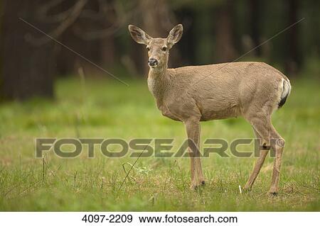 Mule deer (Odocoileus hemionus) standing in a field, Yosemite National Park, California, USA View Large Photo Image Stock Photo - Mule deer (Odocoileus hemionus) standing in a field, Yosemite National Park, California, USA. Fotosearch