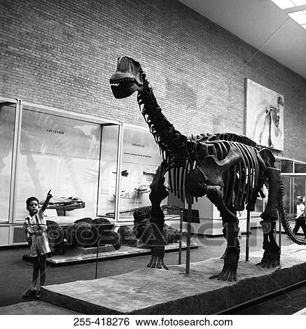 Stock Photograph - Museum of natural history. Fotosearch