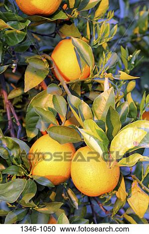 Oranges on a tree, Florida, USA View Large Photo Image Stock Image - Oranges on a tree, Florida, USA. Fotosearch