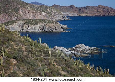 Picture - Organ Pipe cacti (Stenocereus thurberi) on hillside with mountain in the background, Sea of Cortez, Guaymas, Sonora, Mexico. Fotosearch