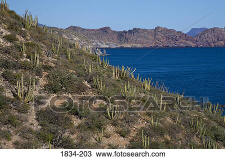Stock Image - Organ Pipe cacti (Stenocereus thurberi) on hillside with mountain in the background, Sea of Cortez, Guaymas, Sonora, Mexico. Fotosearch