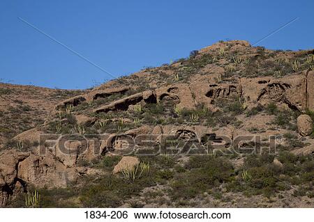 Stock Photograph - Organ Pipe cacti (Stenocereus thurberi) on hillside, Sea of Cortez, Guaymas, Sonora, Mexico. Fotosearch