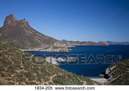 Stock Photography - Organ Pipe cacti (Stenocereus thurberi) on hillside with mountain in the background, Sea of Cortez, Guaymas, Sonora, Mexico. Fotosearch