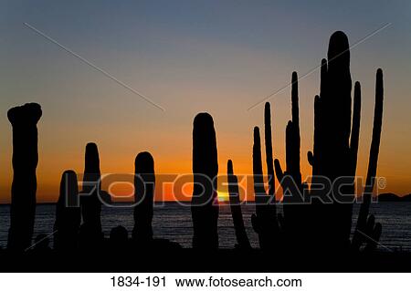 Organ Pipe cactus (Stenocereus thurberi) on the beach at sunset viewed from Hotel Playa de Cortez, Guaymas, Sonora, Mexico View Large Photo Image Stock Image - Organ Pipe cactus (Stenocereus thurberi) on the beach at sunset viewed from Hotel Playa de Cortez, Guaymas, Sonora, Mexico. Fotosearch