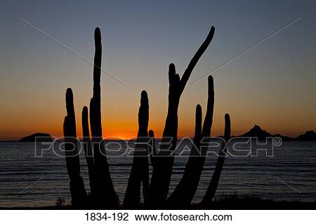 Organ Pipe cactus (Stenocereus thurberi) on the beach at sunset viewed from Hotel Playa de Cortez, Guaymas, Sonora, Mexico View Large Photo Image Stock Image - Organ Pipe cactus (Stenocereus thurberi) on the beach at sunset viewed from Hotel Playa de Cortez, Guaymas, Sonora, Mexico. Fotosearch