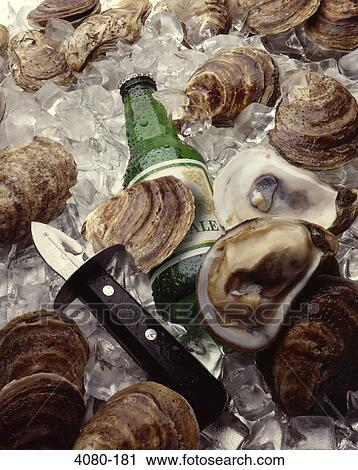 Oysters with a beer bottle and an oyster knife on ice cubes View Large Photo Image Stock Image - Oysters with a beer bottle and an oyster knife on ice cubes. Fotosearch