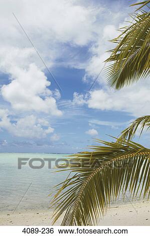 Stock Photograph - Palm tree on the beach, Bora Bora, Society Islands, French Polynesia. Fotosearch