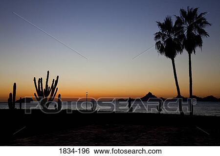 Palm trees and cacti on the beach at sunset viewed from Hotel Playa de Cortez, Guaymas, Sonora, Mexico View Large Photo Image Stock Photograph - Palm trees and cacti on the beach at sunset viewed from Hotel Playa de Cortez, Guaymas, Sonora, Mexico. Fotosearch