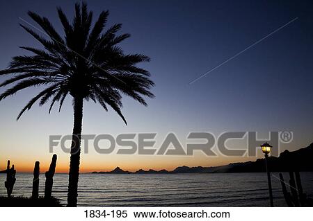 Palm trees and cacti on the beach at sunset viewed from Hotel Playa de Cortez, Guaymas, Sonora, Mexico View Large Photo Image Stock Photography - Palm trees and cacti on the beach at sunset viewed from Hotel Playa de Cortez, Guaymas, Sonora, Mexico. Fotosearch