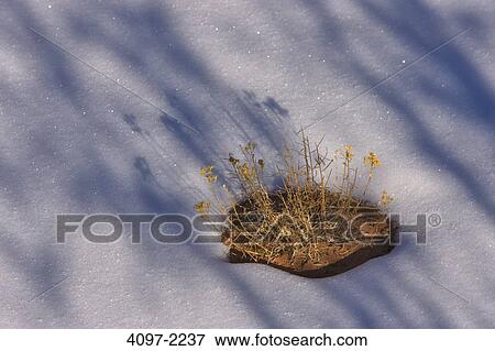 Plants growing on a snow covered landscape, Dead Horse Point State Park, Utah, USA View Large Photo Image Stock Photo - Plants growing on a snow covered landscape, Dead Horse Point State Park, Utah, USA. Fotosearch