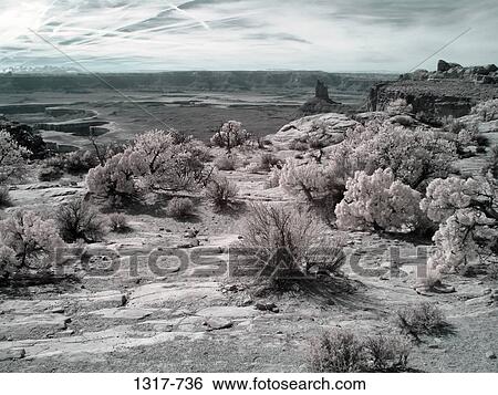 Plants in a forest, Canyonlands National Park, Utah, USA View Large Photo Image Stock Photograph - Plants in a forest, Canyonlands National Park, Utah, USA. Fotosearch