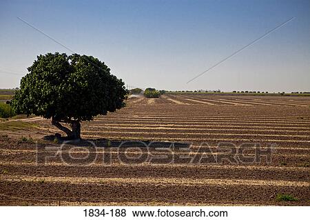 Stock Photo - Plowed field, Los Mochis, Sinaloa, Mexico. Fotosearch