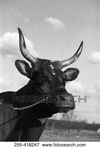 Portrait of bull View Large Photo Image Stock Photo - Portrait of bull. Fotosearch
