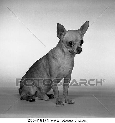 Picture - Portrait of small dog. Fotosearch