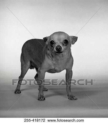 Portrait of small dog View Large Photo Image Stock Image - Portrait of small dog. Fotosearch