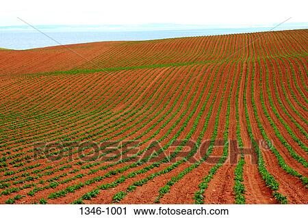 Stock Image - Potato crop in a field. Fotosearch