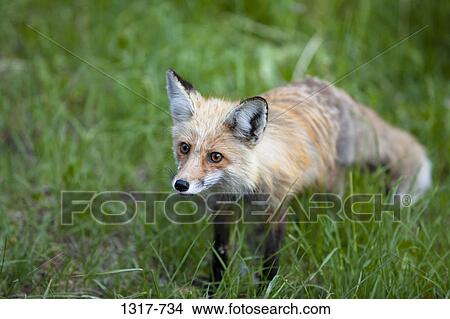 Red fox (Vulpes vulpes) standing in a forest View Large Photo Image Picture - Red fox (Vulpes vulpes) standing in a forest. Fotosearch