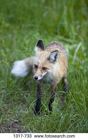 Stock Image - Red fox (Vulpes vulpes) standing in a forest. Fotosearch
