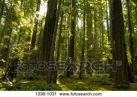 Redwood trees in a forest, Humboldt Redwoods State Park, Humboldt County, California, USA View Large Photo Image Stock Image - Redwood trees in a forest, Humboldt Redwoods State Park, Humboldt County, California, USA. Fotosearch