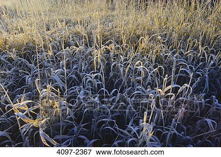 Stock Photo - Reed covered with frost in a marsh, Saanich Peninsula, Victoria, Vancouver Island, British Columbia, Canada. Fotosearch