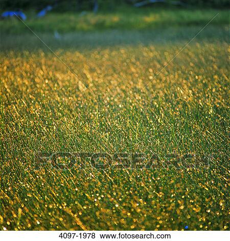 Stock Photo - Reeds in a field, Alberta, Canada. Fotosearch