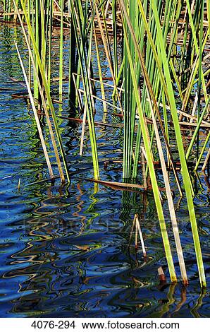 Reeds in a pond View Large Photo Image Picture - Reeds in a pond. Fotosearch