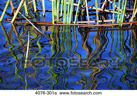 Reeds in a pond View Large Photo Image Stock Image - Reeds in a pond. Fotosearch