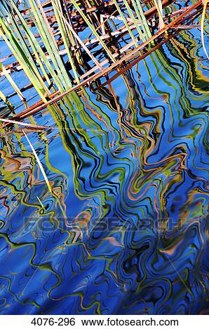 Reeds in a pond View Large Photo Image Stock Photograph - Reeds in a pond. Fotosearch