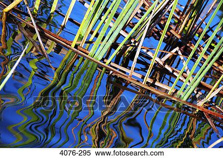 Reeds in a pond View Large Photo Image Stock Photography - Reeds in a pond. Fotosearch